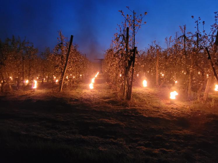 Arboriculture, gelées noire, Deux-Sèvres, Earl Desnoue, bougie.