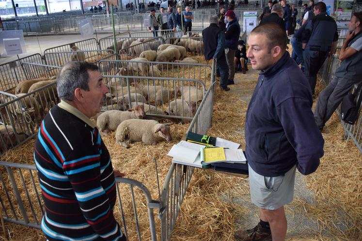 Marché de Parthenay, vente de génétique ovine