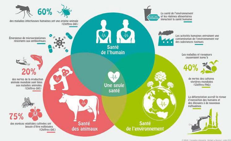 One Health « Une seule santé » va bien au-delà de la prévention des crises sanitaires et est étroitement lié à une vision holistique de la santé et aux liens entre santé, qualité de l'environnement (eau, air...), climat, alimentation et agriculture et biodiversité » Conseil scientifique Covid-19, février 2022