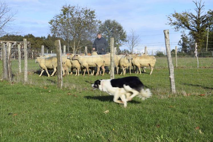Frédéric Vespreet, éleveur de vaches limousines à Etagnac, avec son chien Tokyo.