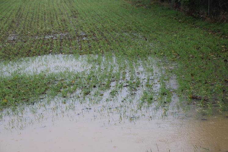 Faute de pouvoir entrer dans les parcelles, impossible d'intervenir contre la pression des adventices.