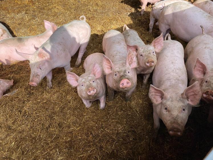 L'atelier porcs bio plein-air de Benjamin Guignard et ses associés s'est orienté vers la multiplication en 2022. (Photo d'archives)