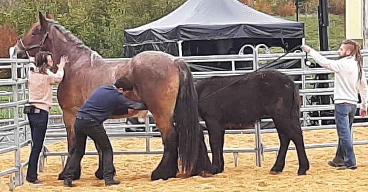 traite de jument. FSI 2023 Virgine Beloy de l'exploitation laits crins de nature à Moussac