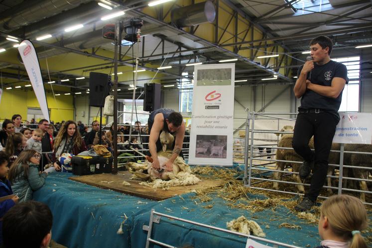 Pendant le salon, chaque jour, 10 agnelles venant de l'élevage de Philippe Berger, à Nieuil L'Espoir, ont été tondues.