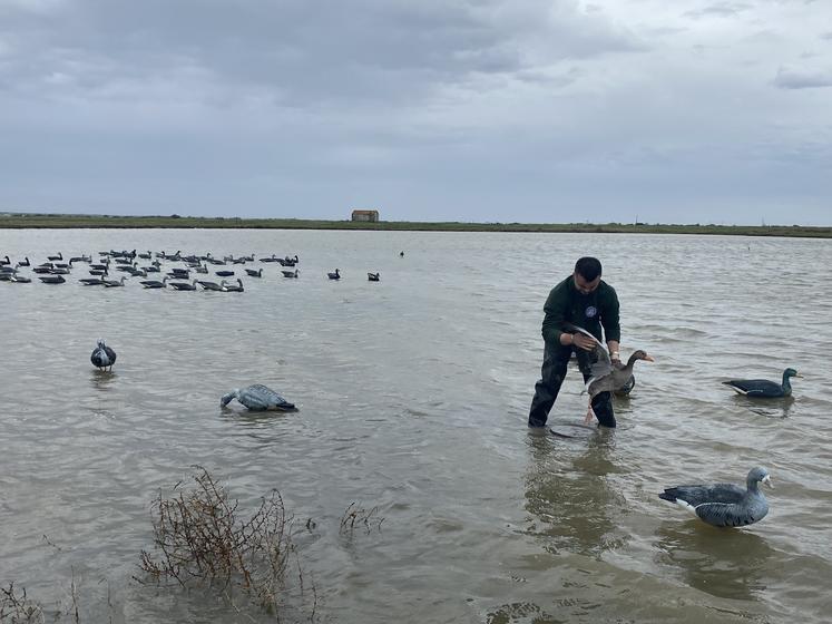 Dans la pratique de la chasse à la tonne, les appelants jouent un rôle essentiel. "On les bichonne nos canards !", assure Maxime.