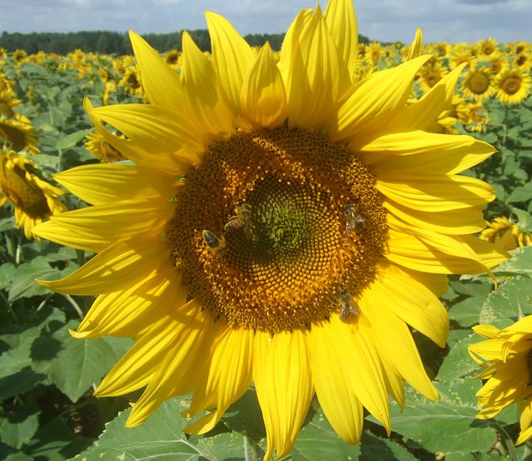 La production de pollen est affectée par des températures supérieures à 26 °C et une humidité relative inférieure à 57 %. Au-delà de 30 °C, les abeilles ne butinent quasiment plus.