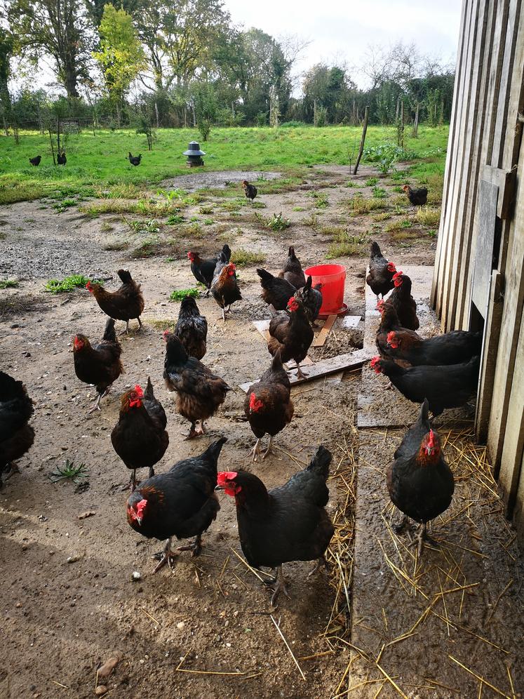 Traits mulassiers, poules de Marans : les races locales sont privilégiées.