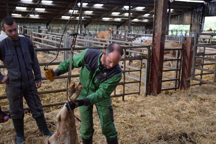 La potence peut servir aussi pour suspendre le veau et l'aider à expulser des glaires.