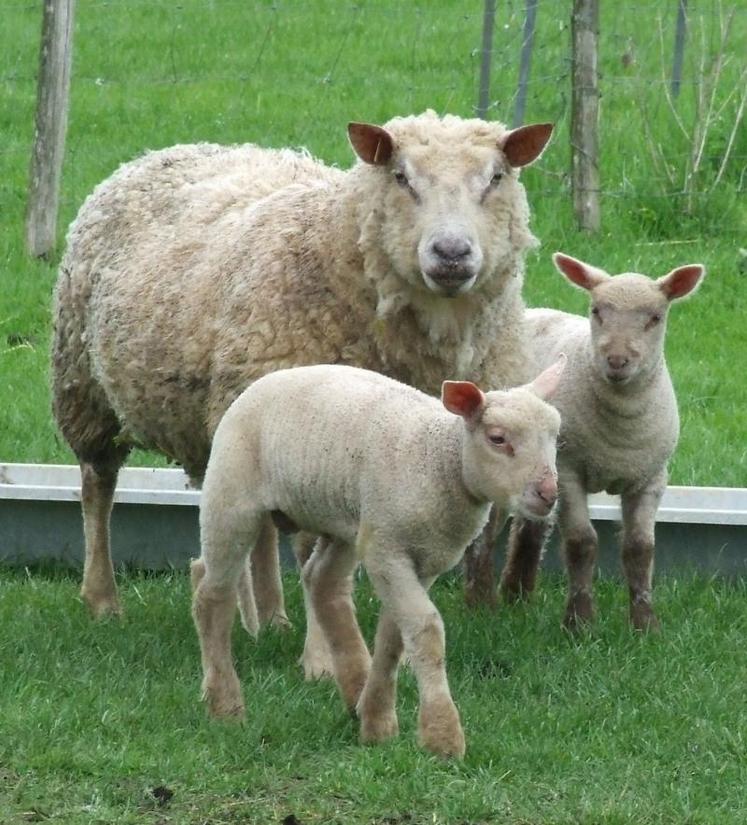 Tous systèmes confondus, le coût de production se situe en moyenne à 11,2€/kg de carcasse.