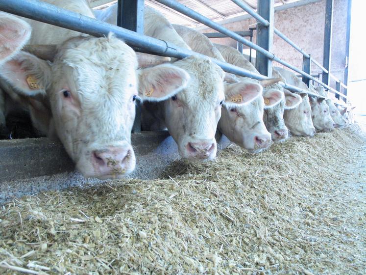 "Il faut des rations efficientes", dit Jean-Jacques Bertron, de l'Institut de l'élevage. "Le coût du kg de croît est un bon indicateur."