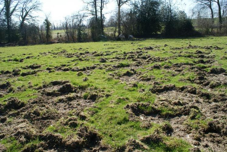 Une parcelle dévastée par les hardes de sangliers, en bordure de la grande forêt de Brigueuil.