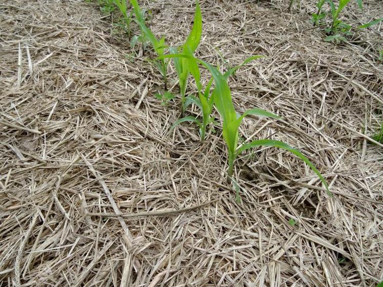Maïs bio implanté au strip-till dans un couvert broyé de seigle de 9 tMS/ha pou une bonne maîtrise des adventices dans l’inter-rang. Photo de juin 2018.
