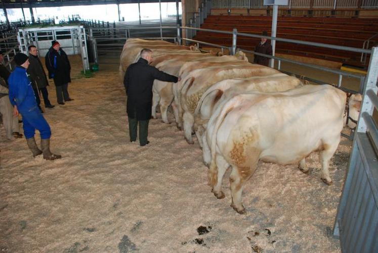 Parmi dix charolaises sélectionnées en ferme en août dernier, six ont été retenues pour porter haut les couleurs de l’engraissement picto-charentais lors du SIA 2012.