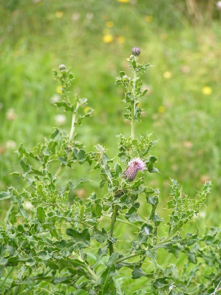 Les chardons fauchés pendant la floraison sont capables de produire des semences viables.