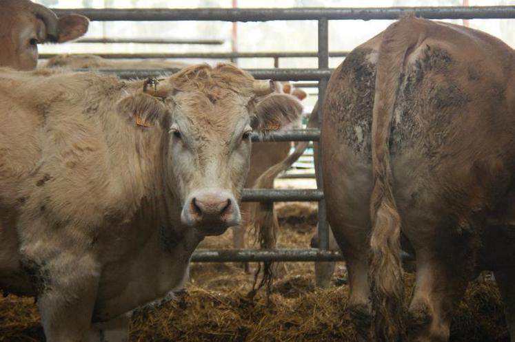 Télépac est ouvert depuis le 2 janvier, c’est le moment pour la télédéclaration des aides animales.