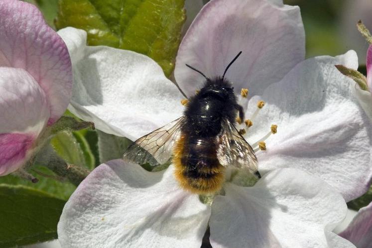 78 % des espèces de plantes à fleurs dépendent des animaux pour assurer leur pollinisation.
