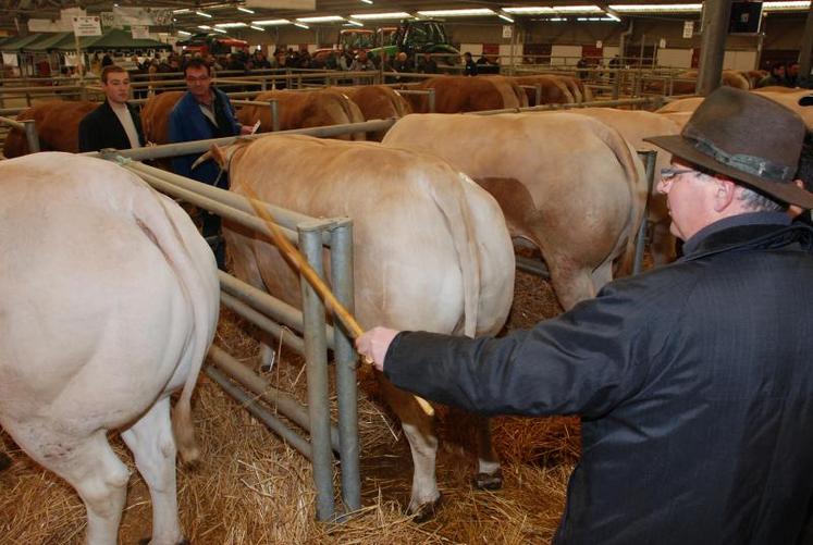 Une bête qui répond aux critères de la qualité bouchère présente généralement une viande goûteuse et tendre. Le bien-être animal et le temps de maturation de la viande après abattage peuvent toutefois  influencer nettement le résultat.