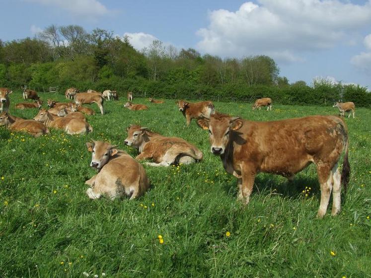 L’allongement de la période de pâturage permet de réduire les besoins en stocks qui coûtent plus chers.