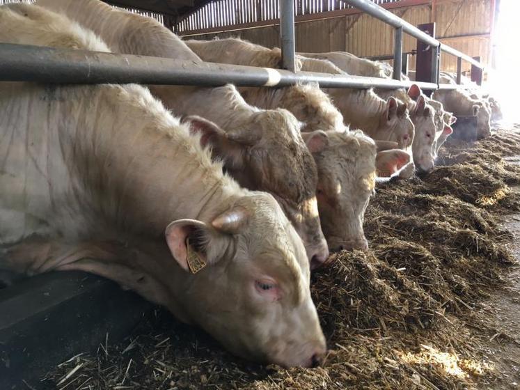 Il est recommandé d’obtenir un taux de matière sèche supérieur à 35 - 40 % pour assurer la bonne valorisation de l’ensilage d’herbe par les animaux.