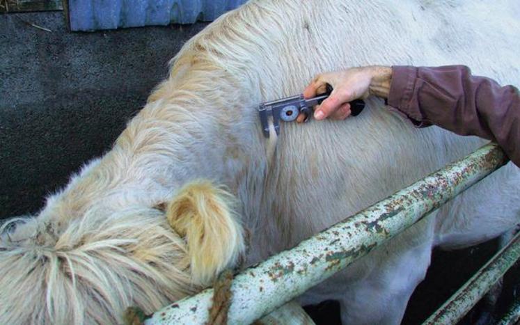 Test à la tuberculine pour le dépistage de la tuberculose. 
La mesure du pli cutané sur bovin se déroule 72 heures après intradermo-tuberculination.