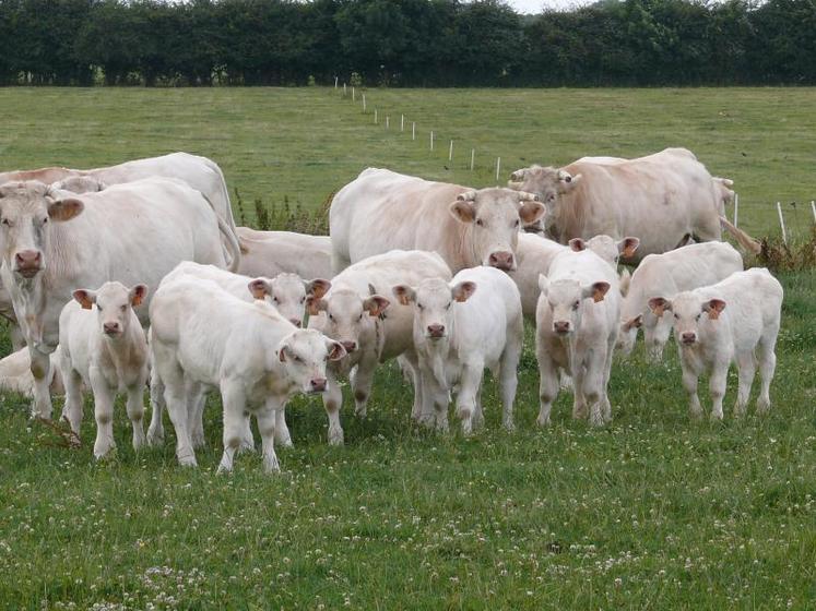 Une quarantaine d’éleveurs de charolaises et de rouge des prés sont mobilisés à l’occasion des Conviviales d’automne.