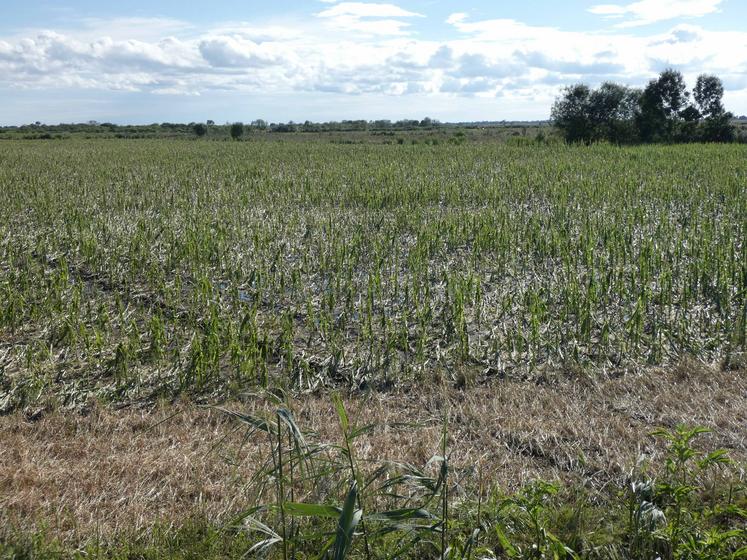 Cette parcelle de maïs des marais de bord de Gironde, à St-Bonnet-sur-Gironde (ici le 23 juin), a été frappée de plein fouet par la grêle.