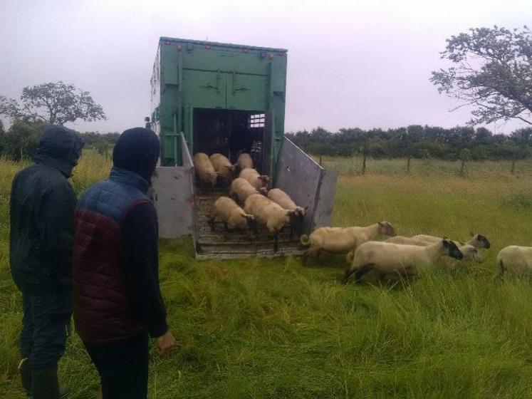 350 brebis sont arrivées, le 5 juin, dans les marais de Talmont-sur-Gironde.