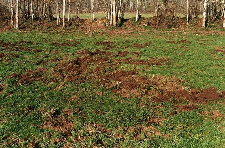 Les dégâts de sangliers touchent notamment les prairies.