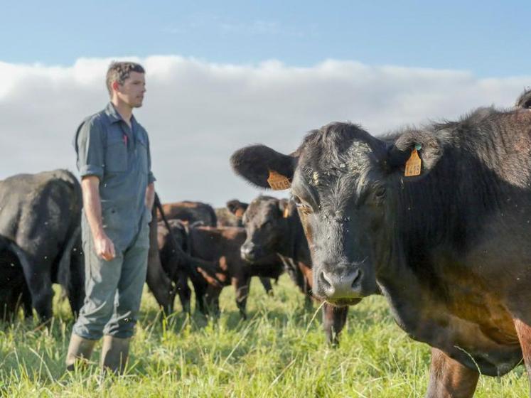 Les Aberdeen Angus sont importés de Grande-Bretagne via
la société normande Victory Cattle et sont ensuite engraissés
à l’herbe dans les élevages français.