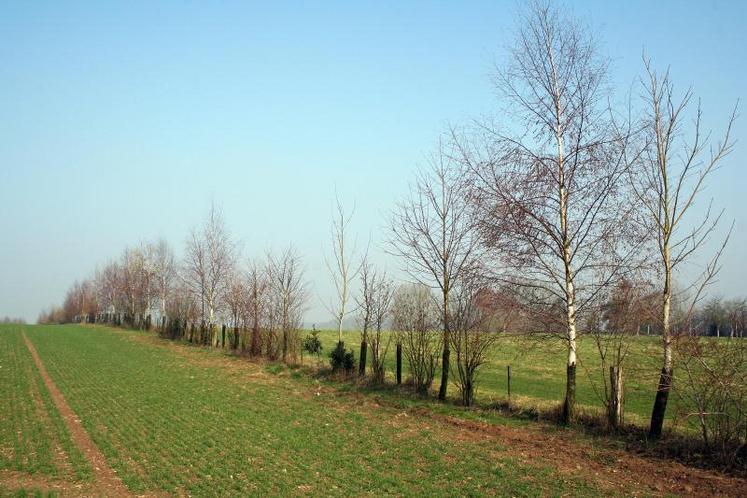 Les éléments stables du paysage comme les arbres ou les étangs sont ceux qui fournissent les meilleurs avantages environnementaux.