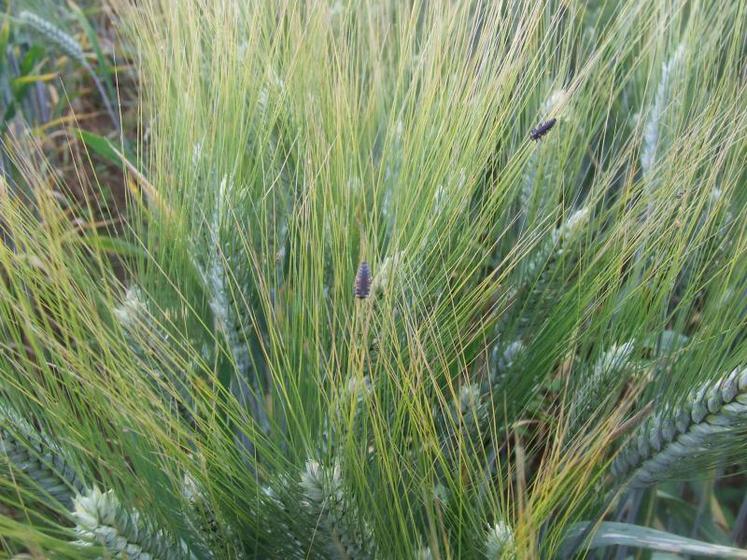 Larves de coccinelle dans un blé dur.