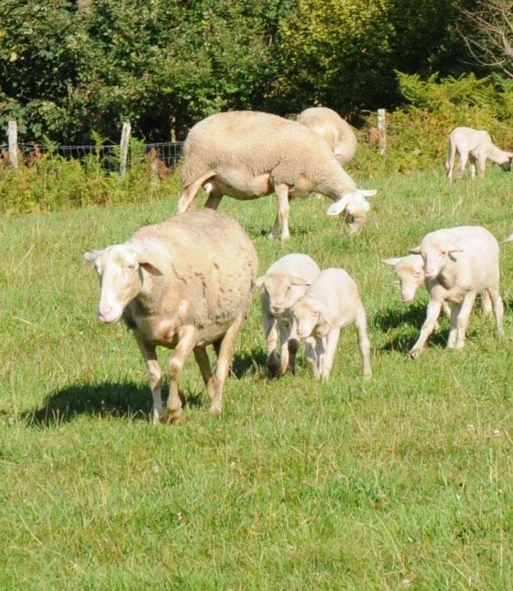Dans les élevages ovins, le résultat recule à 17 600 euros.