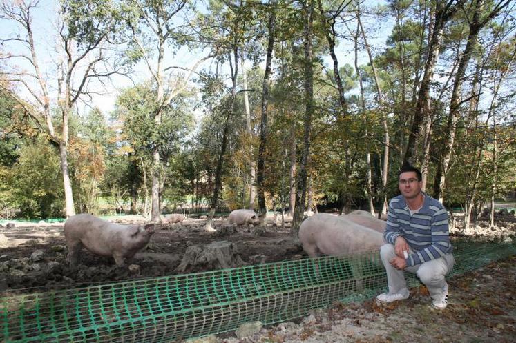 Jérémie Pelette élève ses porcs en plein air, dans les bois.