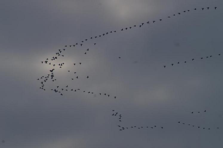 Interdites de chasse en France en février, les oies cendrées sont gazées en mars aux Pays Bas.