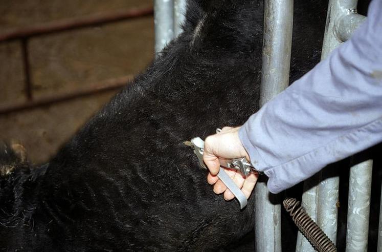 L’intradermotuberculination nécessite une injection dans 
l’encolure puis une lecture au cutimètre trois jours plus tard.