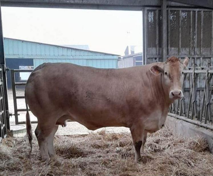 Nilizzi, vache de race blonde d’Aquitaine, sera amenée par l’élevage Arsicaud de Marans au CGA.