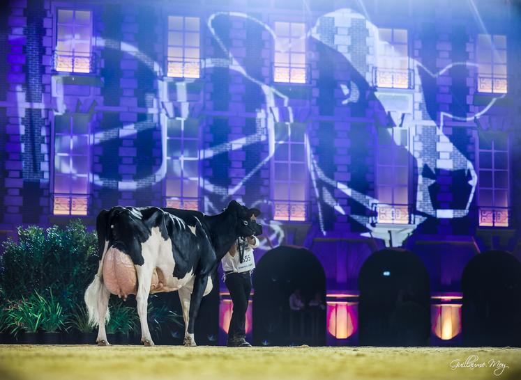 La vache Ducasse Jaka (Bradnick x Windbrook), appartenant à l'Earl de Banos (40), a été désignée "Vache du siècle" lors de la célébration des 100 ans de l'association Prim'Holstein France.