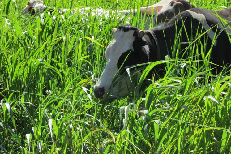 Le millet fourrager fait partie des espèces très performantes car il faut seulement 15 jours 
pour en venir à bout.