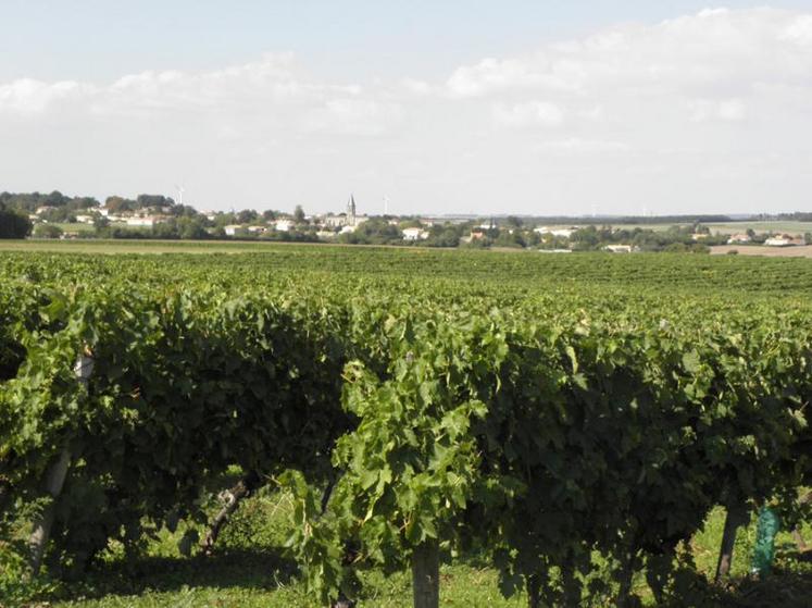 Dans l’immédiat, une disposition juridique mettant un terme aux transferts de vignes et, à long terme..