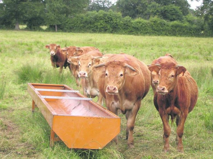 La viande bovine bio résiste à la crise.