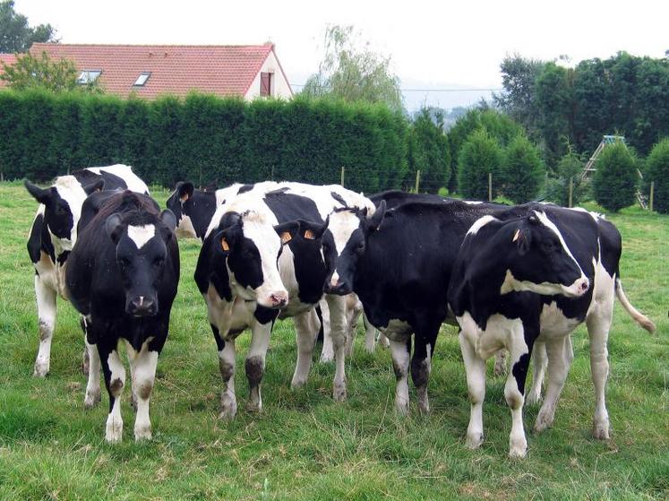 Avancer ou reculer la date de réforme des vaches pour permettre de baisser ou d’augmenter sa production.
