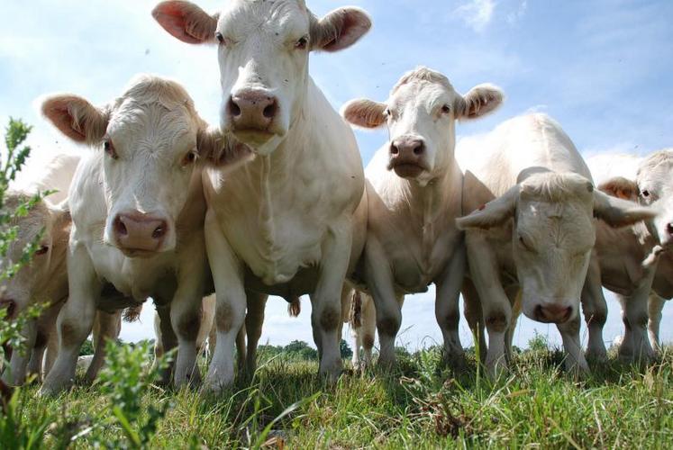 L’herbe est une composante de la maîtrise des coûts de production. Il faut y intégrer plusieurs critères comme la fertilisation, les semences, la mécanisation ou encore l’entretien des surfaces.