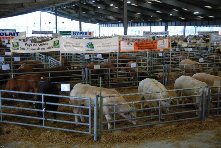 720 vaches et génisses, quelques jeunes bovins et bœufs, seront jugés, classés et proposés à la vente.