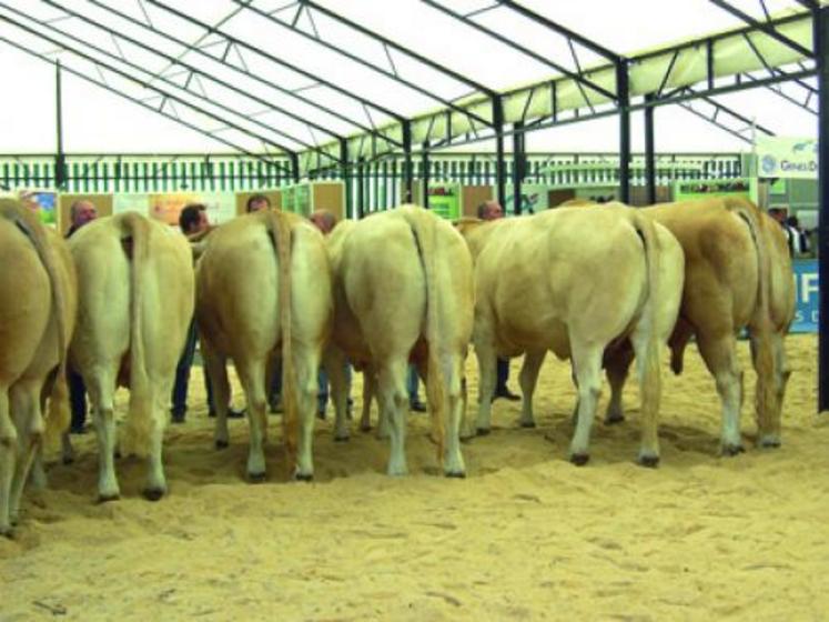 Les Blondes d'Aquitaine ont séduit l'assistance.