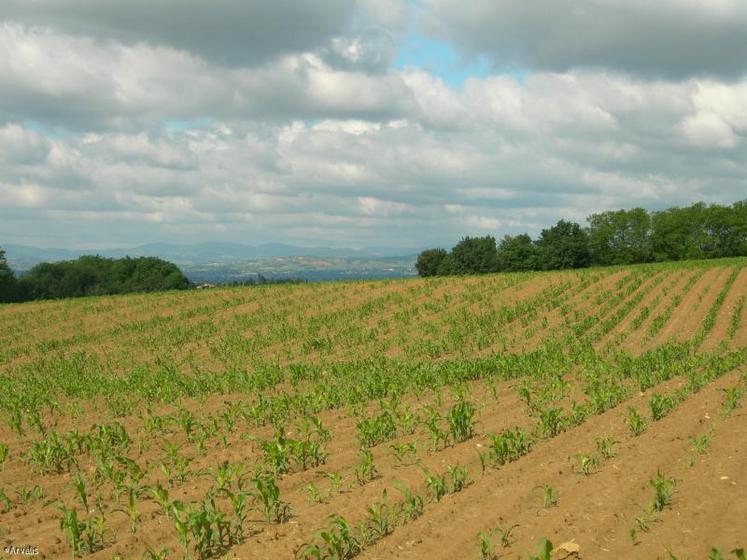 Du maïs déclaré en grain à la PAC 2010 a pu être ensilé, il faut alors le déclarer en maïs ensilage sec avec pertes.