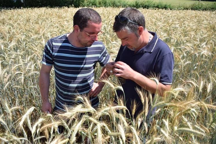 Guillaume Boche, responsable des établissements Ets Martin
(à droite), accompagne Gwanaël Morteau dans l’intégration
du méteil dans la ration de ses animaux.