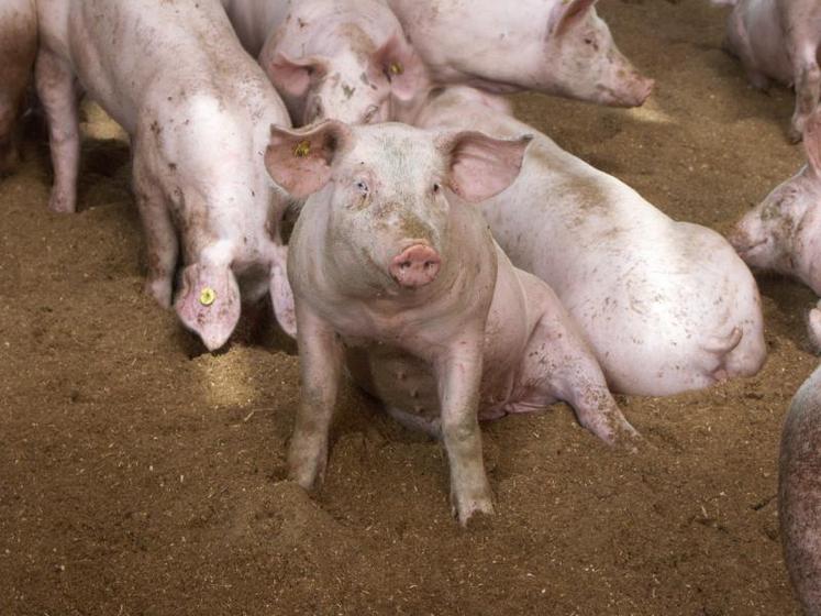 L’élevage porcin en faible lien au sol profite d’une conjoncture favorable pour atteindre un bon revenu, ce qui ne permet cependant pas de résorber la perte cumulée de trois dernières années.