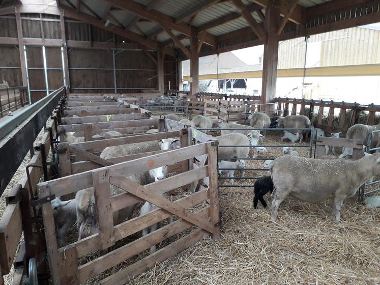 La surveillance des agnelages est plus facile quand la bergerie n’est pas chargée.