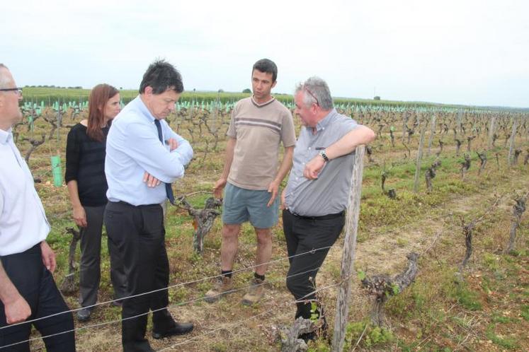Viticulteur à Vendeuvre, Antoine Rat (au centre) a perdu 70 % de ses 17 ha de vignes à cause du gel.