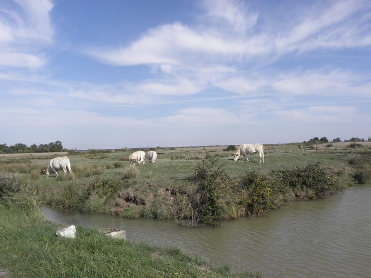 Vaches dans le marais de Brouage.